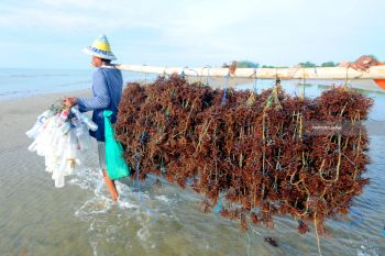 Harga Bibit Rumput Laut Naik