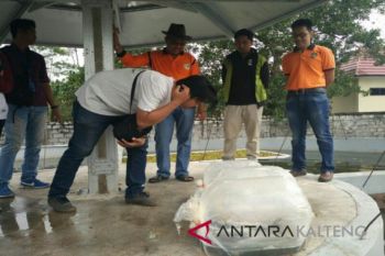 Budi daya ikan jelawat jadi peluang usaha menjanjikan
