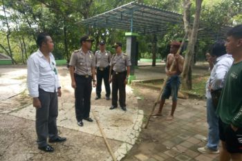 Dua harimau Kebun Binatang Semarang keluar kandang