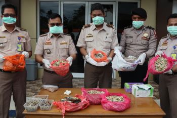 BKIPM Padang musnahkan 29 kilogram ikan ilegal asal Malaysia