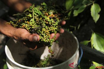 Harga lada hitam di Lampung anjlok menjadi Rp28.000/Kg