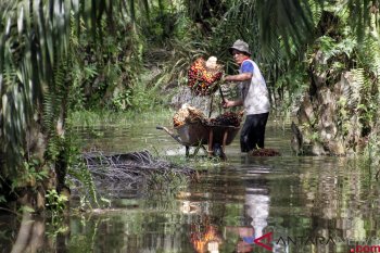 Indonesia holds pilot program on oil palm for peace