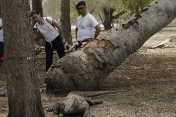 Rp100 miliar untuk pengembangbiakan Komodo.