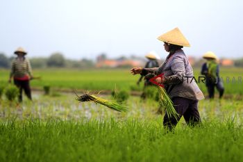 BPS: Nilai Tukar Petani Juni 2021  naik 0,19 persen