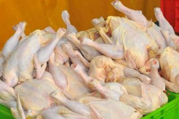 Dinas Pertanian: pasokan ayam di Biak memadai untuk kebutuhan Natal
