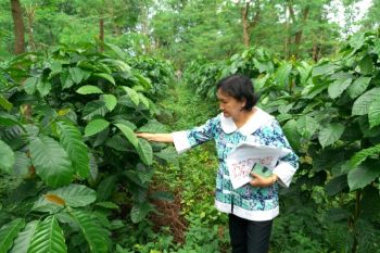 Temanggung kembangkan kebun entres kopi robusta
