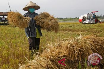 Bulog NTB dorong petani manfaatkan kemitraan "on-farm"