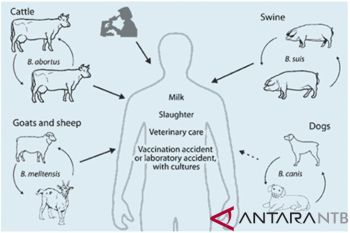 Peternak diminta waspada penyakit brucellosis pada sapi dan kambing