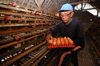 Harga telur ayam