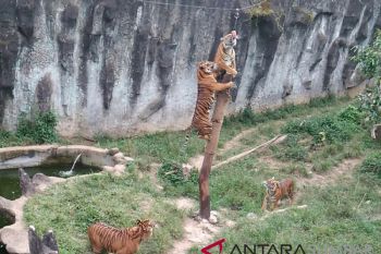 Pemberian makan harimau di TMSBK jadi tontonan menarik pengunjung
