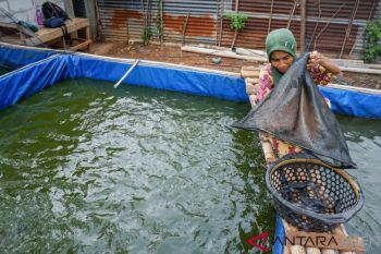 Batang dorong masyarakat budidaya lele