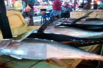 KKP bangun pasar ikan Bosnik pada 2019