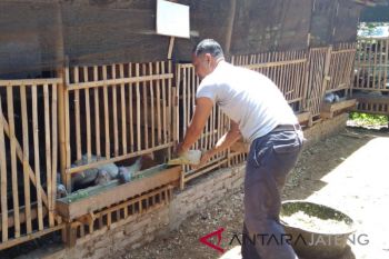 Beternak ayam kalkun menguntungkan