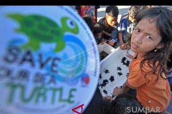 Harapan untuk kelestarian penyu dari pesisir Sumatera