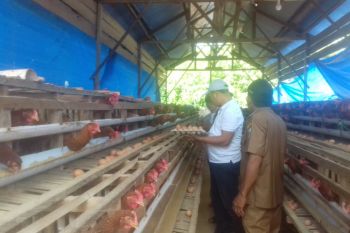 Bupati Konawe Utara panen telur di Lamondowo