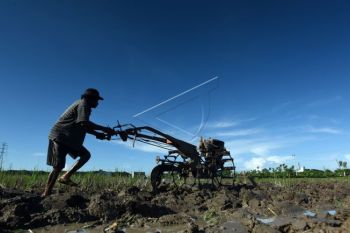 Kulon Progo akan cetak sawah baru 274 hektare