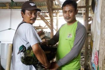Warga serahkan burung elang dan merak ke BKSDA Jabar