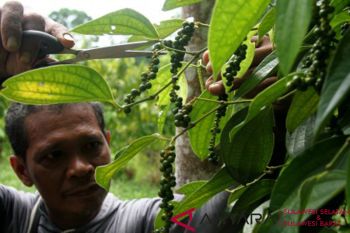 Lampung Timur Siap Panen Lada Hitam