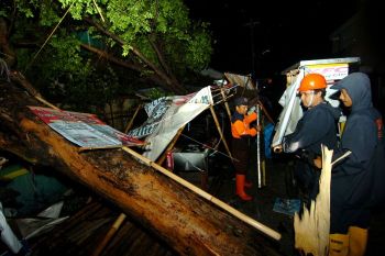 Pohon tumbang melintang di jalan pantura timur