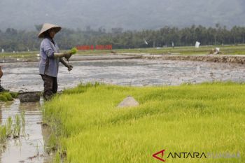 Petani Kabupaten Solok keluhkan sulitnya pupuk bersubsidi