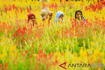 Wisata taman bunga di Aceh Jaya