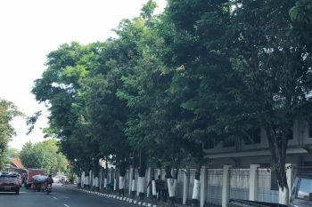Yogyakarta tambah 500 pohon perindang pada 2019