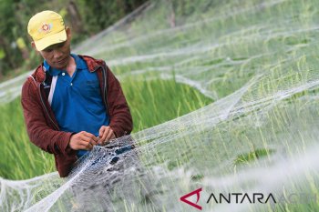 Antisipasi hama burung