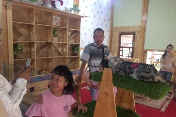 Liburan tahun baru di "Rumah Kucing" Palembang Bird Park