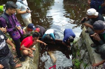 Masyarakat resah seekor buaya muncul di kawasan pemukiman