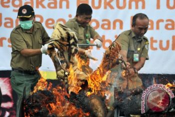 Mati di kebun binatang, Bangkai harimau dibakar