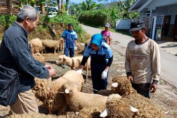 Pemkab Banjarnegara akan susun standarisasi bibit domba Batur