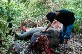 Misteri Pembunuhan Tomi &amp; Rege di PLG Minas, Riau