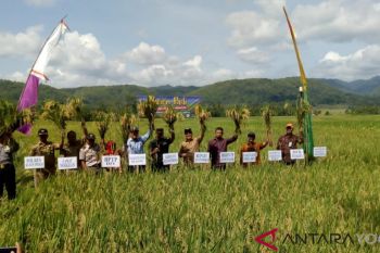 Kulon Progo kembangkan lahan pertanian organik 200 hektare