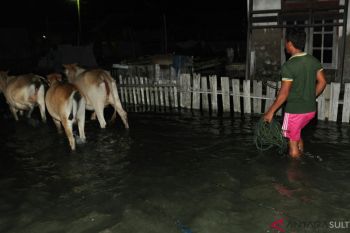 Warga evakuasi ternak karena air pasang di Parimo
