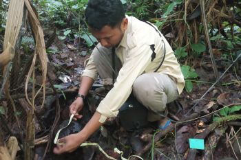 Tujuh calon bunga rafflesia gagal mekar di Agam (video)