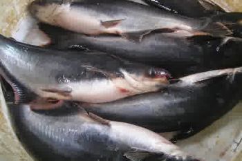 Pindang ikan patin, berjuta rasa