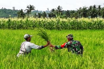 Babinsa Muara Tami membantu petani bersihkan gulma