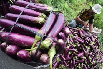 Petani Pertahankan Harga Jual Terong