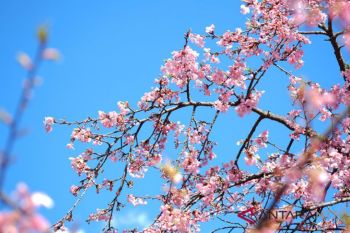 Sumba Timur kembangkan wisata Bunga Sakura