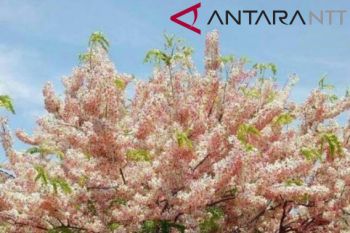 Sumba Timur kembangkan wisata Bunga Sakura