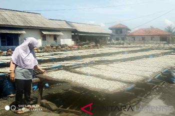 Warga Pulau Pasaran Mulai Produksi Teri Asin Pascatsunami