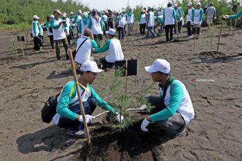 Tanam Pohon Cemara di Pantai