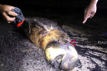 Ada kantong plastik di mulut bangkai pesut