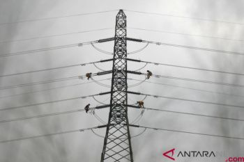 PLN  posts operating profit of Rp9.6 trillion