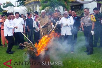 Polda Sumsel musnahkan ratusan pohon ganja