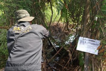 BKSDA Agam wacanakan Sungai Masang jadi kawasan ekosistem esensial