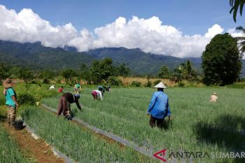 Bantuan bibit bawang varietas lokal lebih disukai petani Solok Selatan