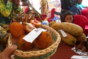 150 jenis buah endemik Kalimantan terancam punah