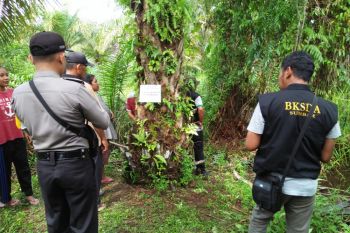 Warga Agam dikagetkan dengan buaya muara bertelur di kebun