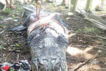 Warga Merak Belantung Kalianda Temukan Seekor Buaya Muara